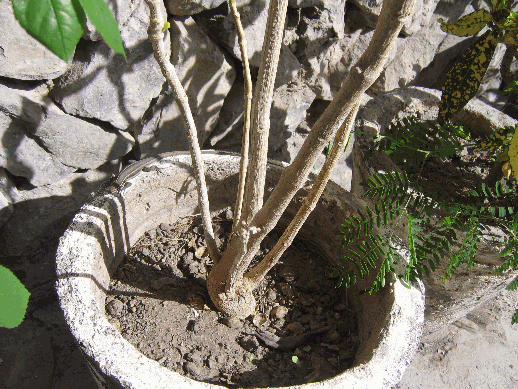 Blumenk&uuml;bel und ein Lurch, Valle Gran Rey auf La Gomera