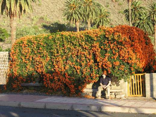 Der alte Mann und die Blumen