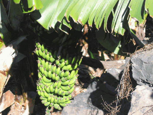 Mitten im Winter: Warten auf die Bananen